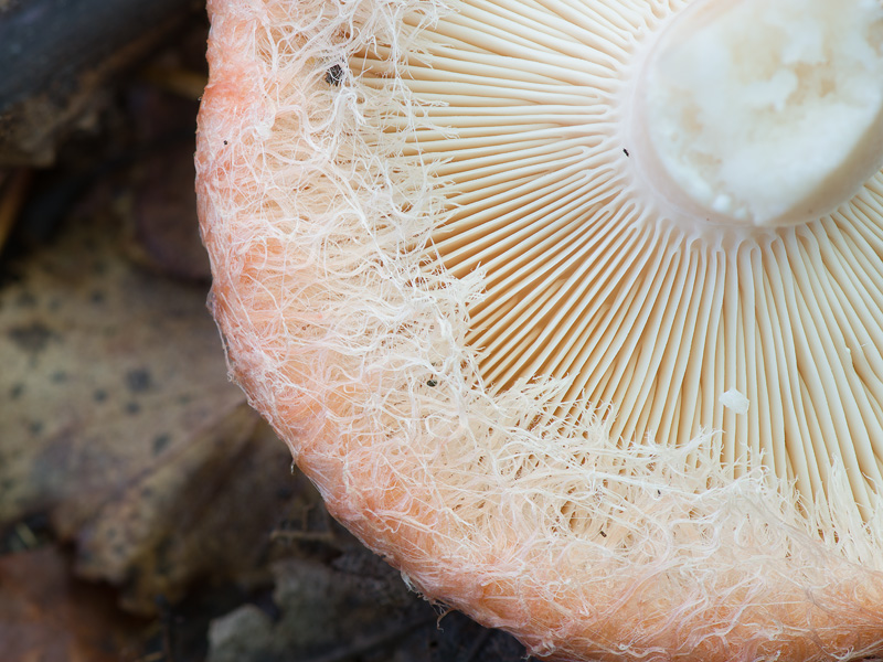 Lactarius torminosus